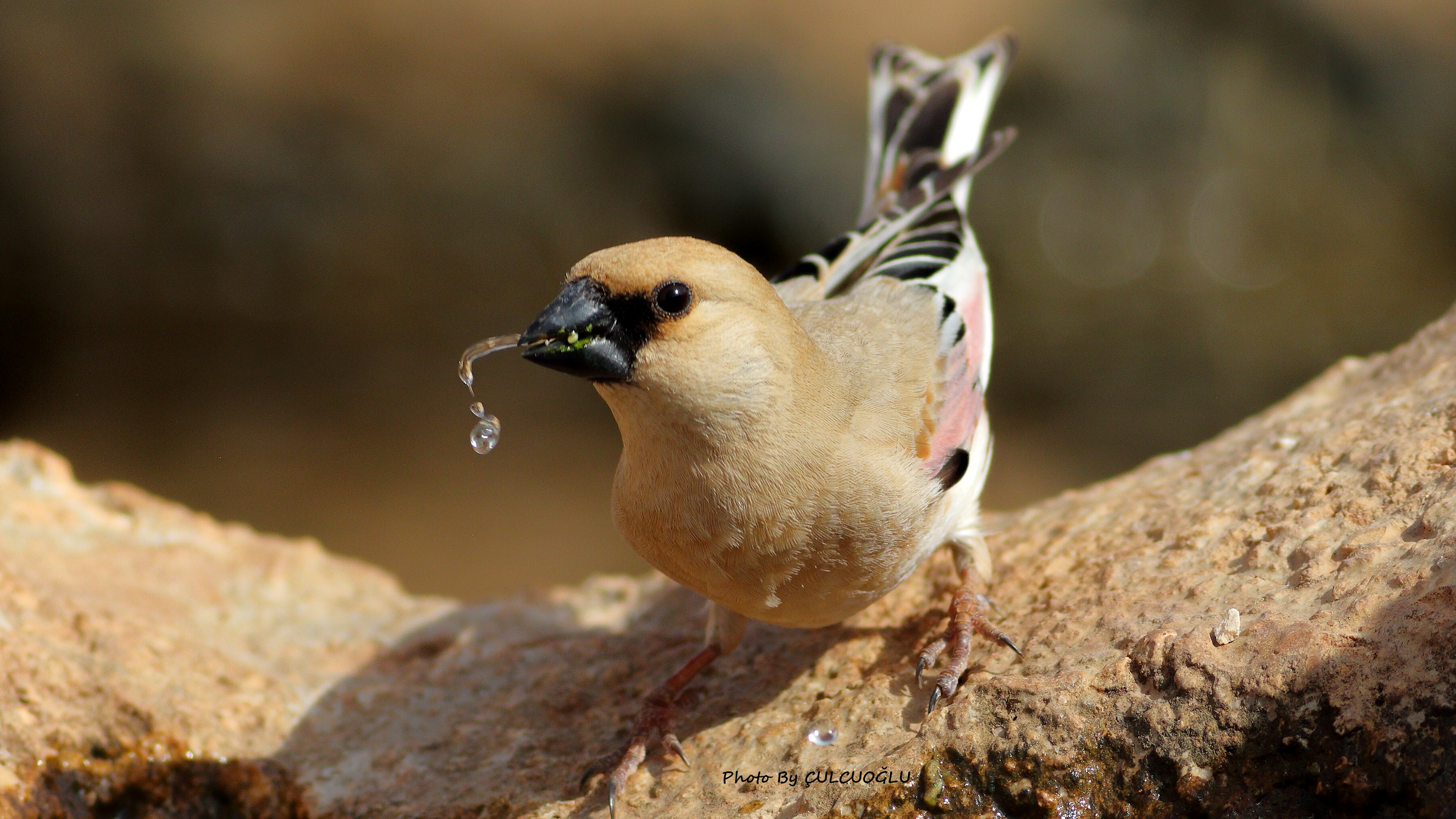 Desert Finch